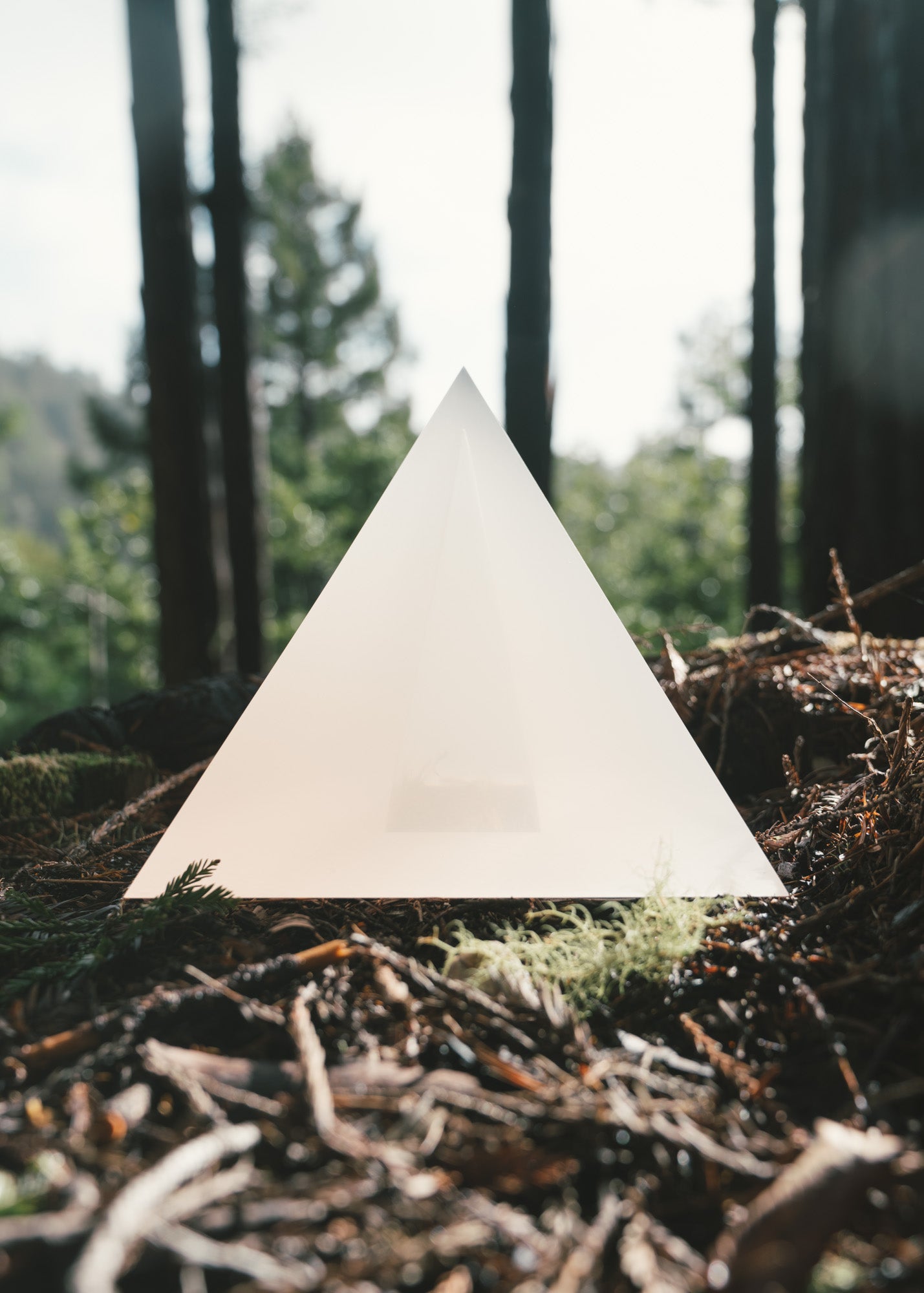 Fog in the Redwoods